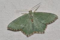 Hemithea aestivaria