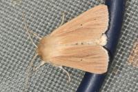 Mythimna pallens