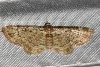 Pasiphila chloerata