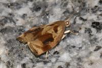 Archips crataegana