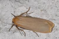 Katha depressa