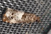 Notocelia trimaculana