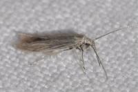 Coleophora striatipennella