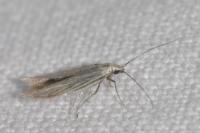 Coleophora striatipennella