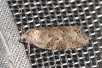 Cnephasia communana