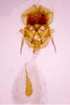 Cnephasia communana