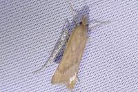 Synaphe punctalis