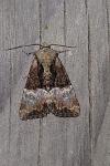 Mesoligia furuncula