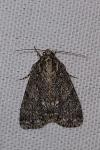 Acronicta rumicis