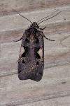 Xestia c-nigrum