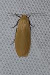 Wittia sororcula