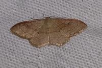 Idaea rubraria