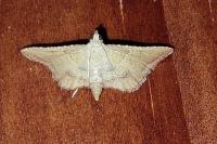 Endotricha flammealis