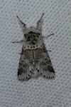 Furcula furcula
