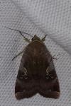 Noctua janthe