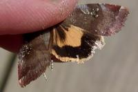 Noctua janthe
