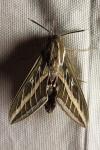 Hyles livornica