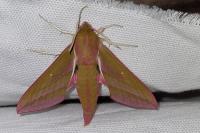 Deilephila elpenor