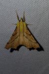 Ennomos alniaria