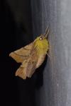 Ennomos alniaria