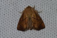 Apoda limacodes