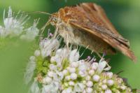 Euclidia glyphica