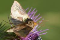 Diachrysia chrysitis