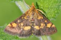 Pyrausta aurata