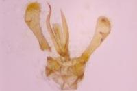 Parornix torquillella