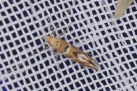 Acrocercops brongniardella