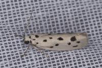 Ethmia dodecea