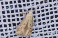 Elachista biatomella