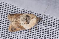 Acleris variegana