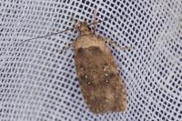 Agonopterix ciliella/heracliana
