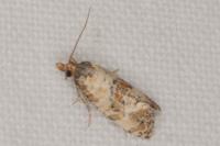 Cochylis molliculana