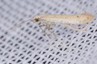 Aspilapteryx tringipennella