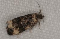 Endothenia gentianaeana/marginana/oblongana