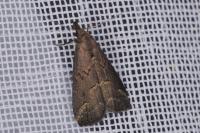 Schrankia costaestrigalis