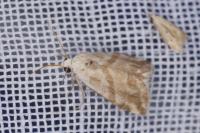 Eublemma candidana