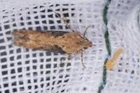 Scrobipalpa costella