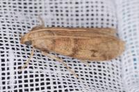 Ephestia elutella/woodiella