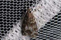 Eudonia mercurella