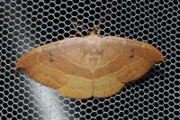 Watsonalla uncinula