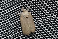 Nycteola columbana