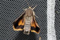 Noctua janthina