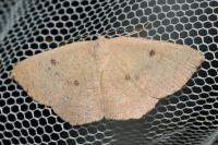 Cyclophora puppillaria