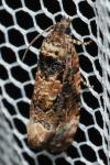 Endothenia gentianaeana/marginana/oblongana