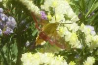 Hemaris fuciformis
