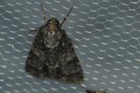 Acronicta rumicis