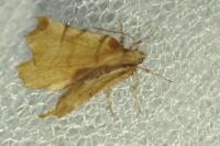 Selenia dentaria